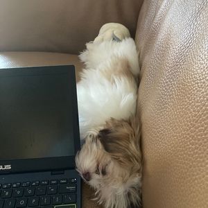 Meet your Posher, Antonia